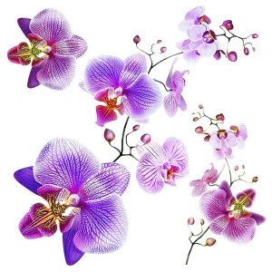 Zdjęcie produktu Naklejka Orchids, 30 x 30 cm 4-Home